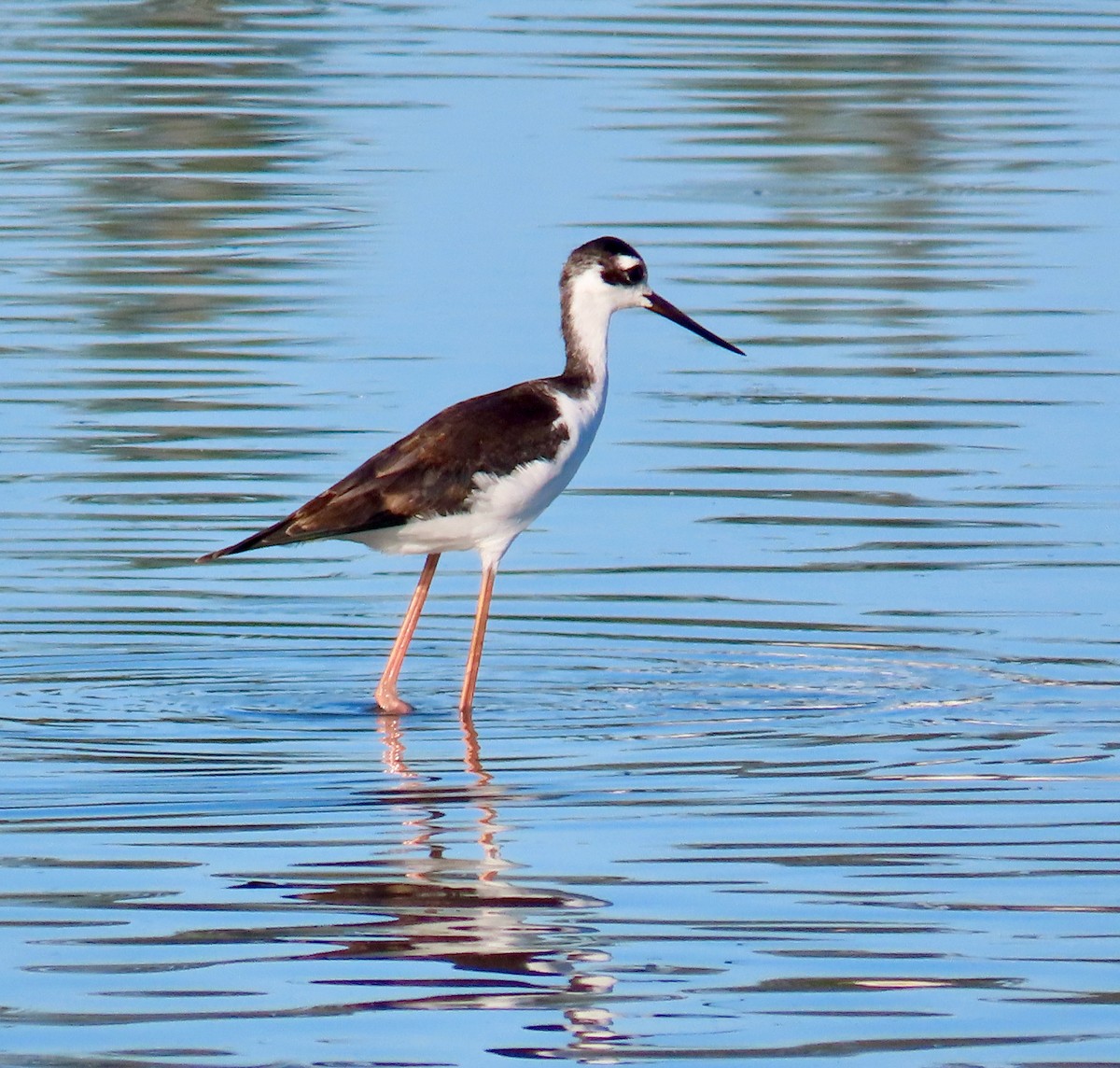 Black-necked Stilt - ML609144364