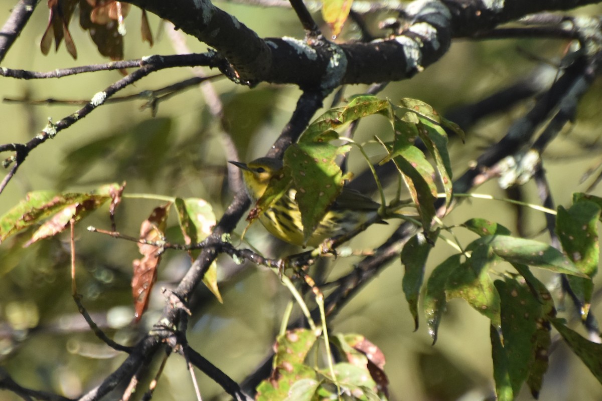 Cape May Warbler - Valerie Burdette