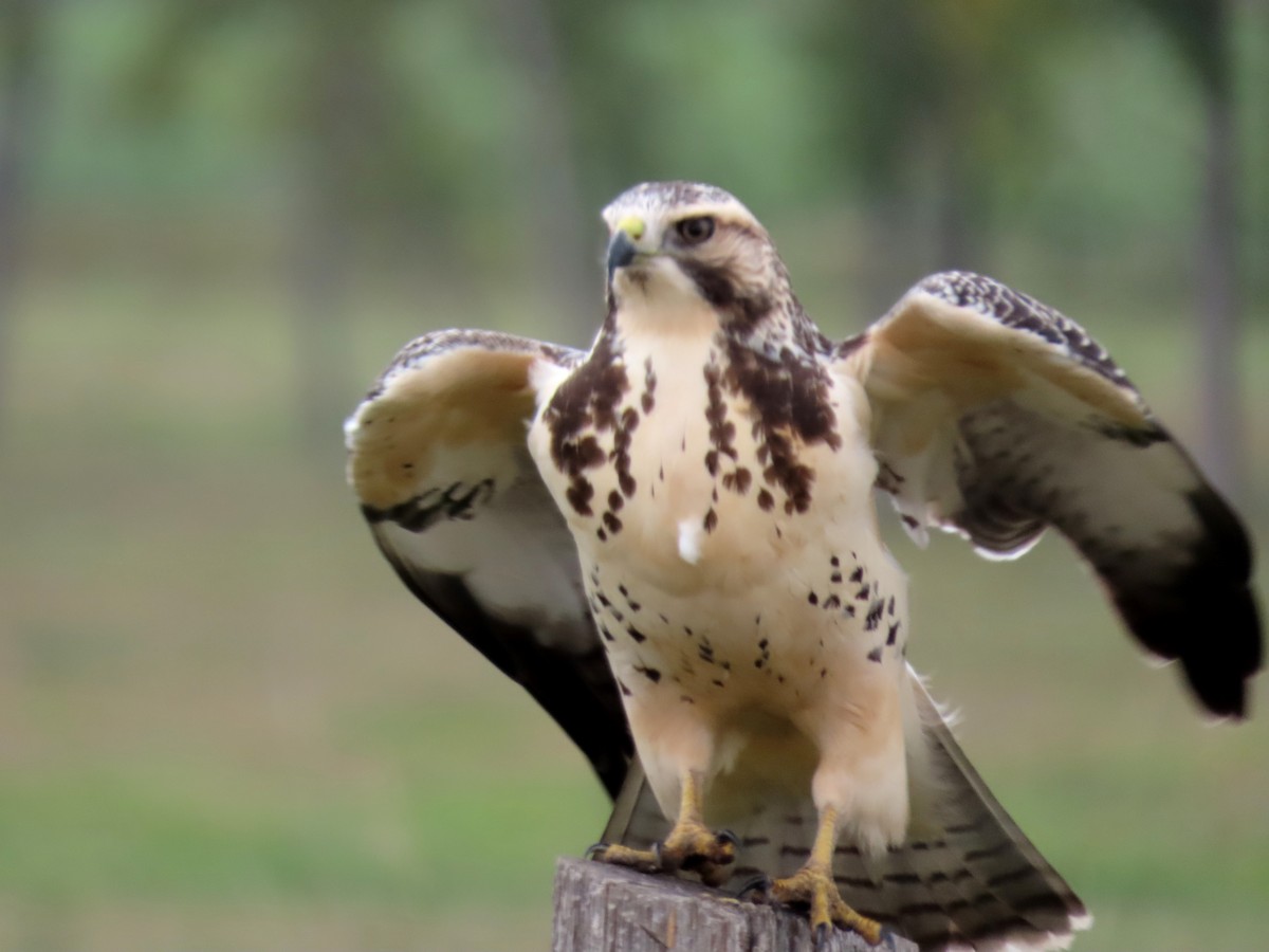 Swainson's Hawk - ML609144408