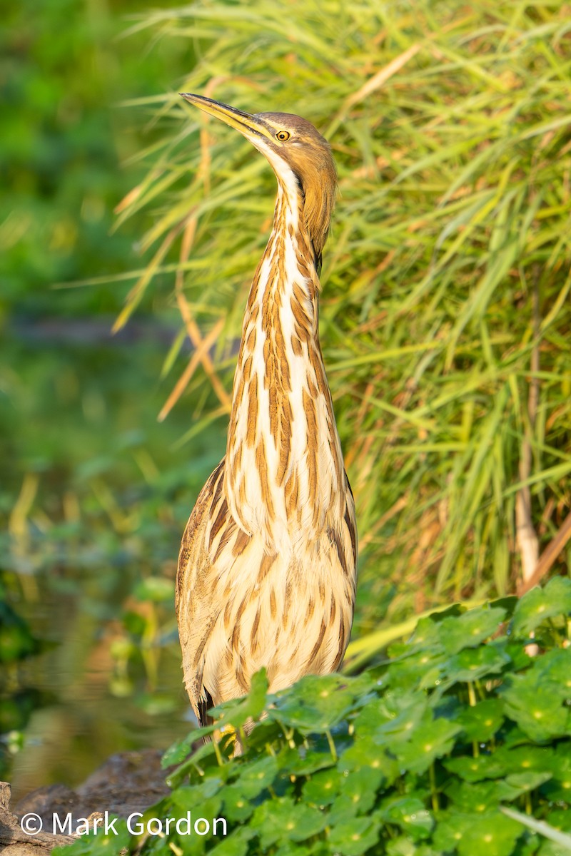 American Bittern - ML609144418