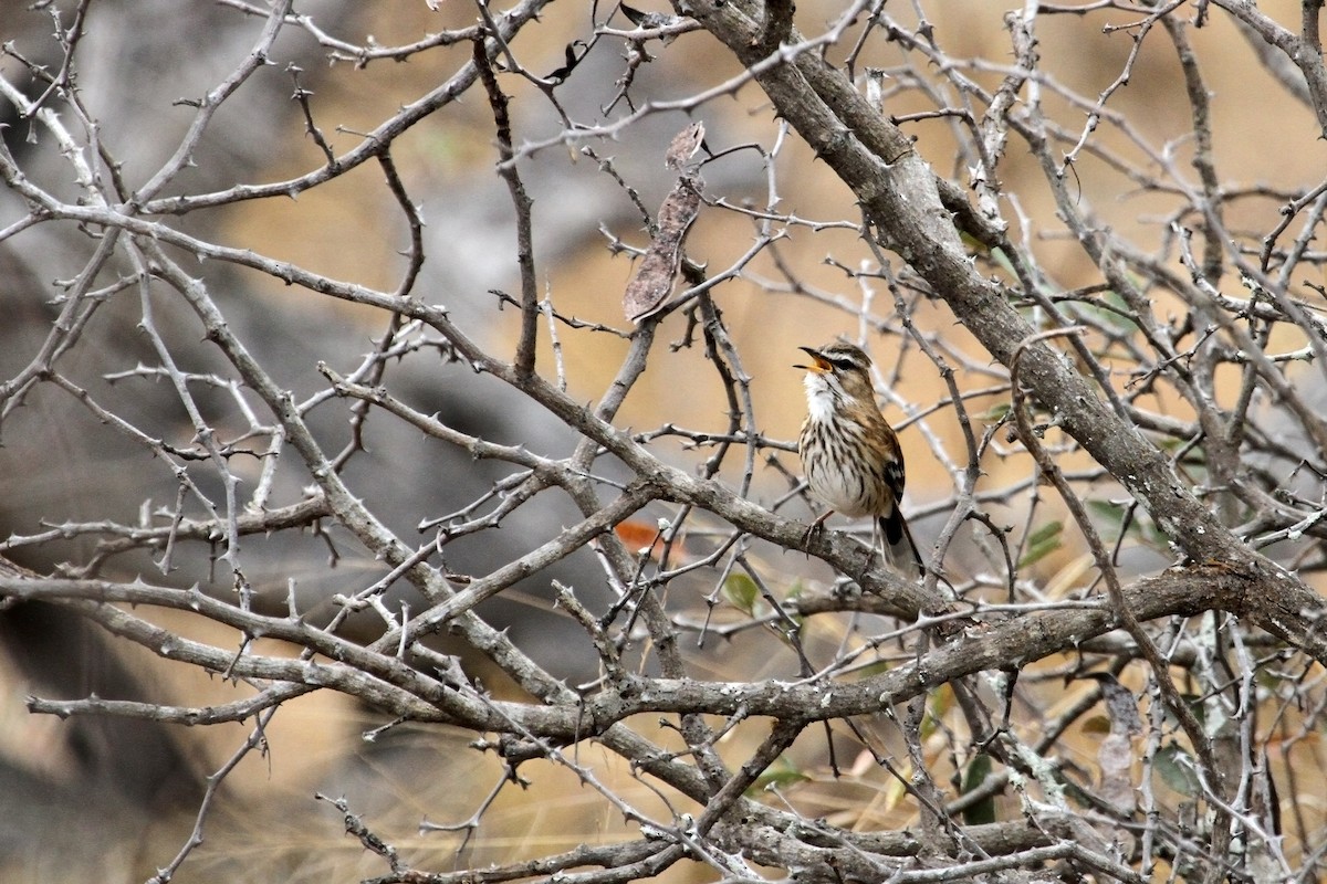 Red-backed Scrub-Robin - Stuart Cooney