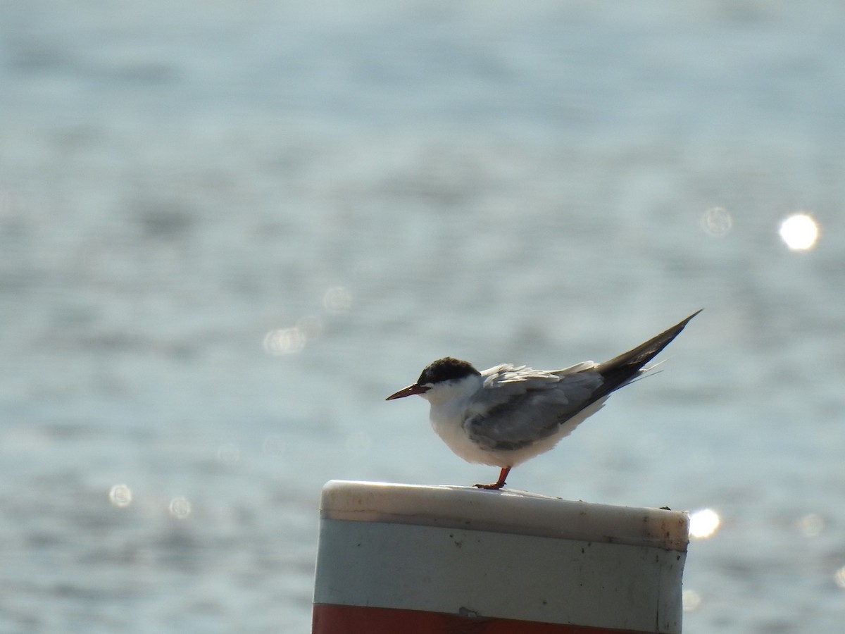 Common Tern - ML609144504