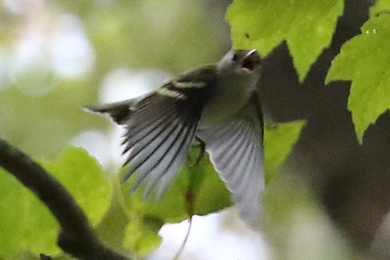 Chestnut-sided Warbler - Marie Hageman