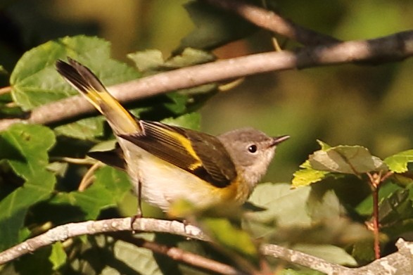 American Redstart - ML609144602