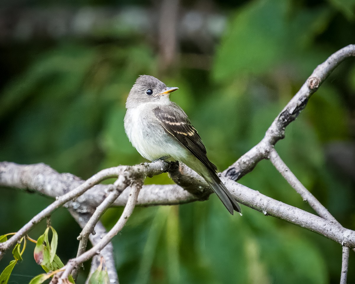 Eastern Wood-Pewee - ML609144610