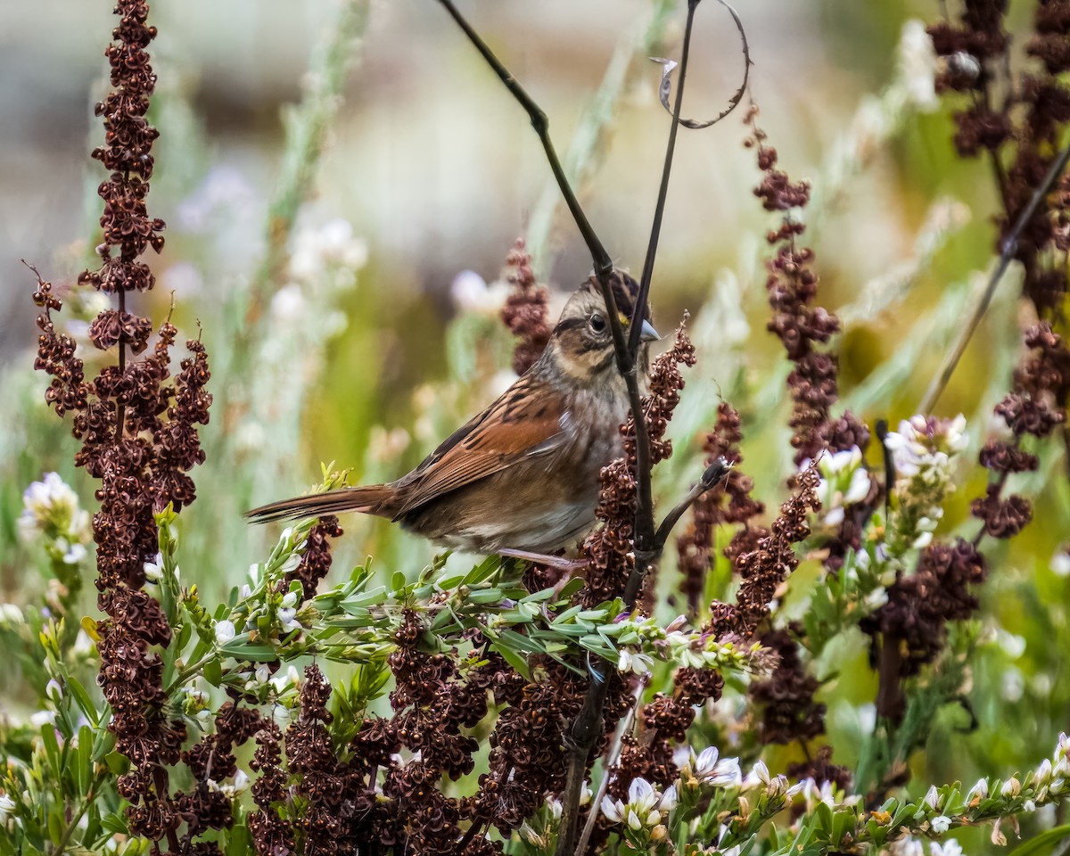 Swamp Sparrow - ML609144614