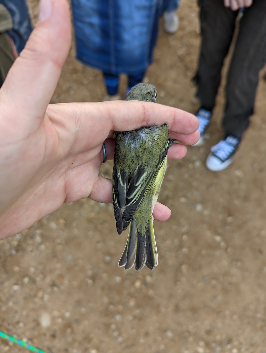 tanımsız vireo (Vireo cassinii/solitarius/plumbeus) - ML609144669