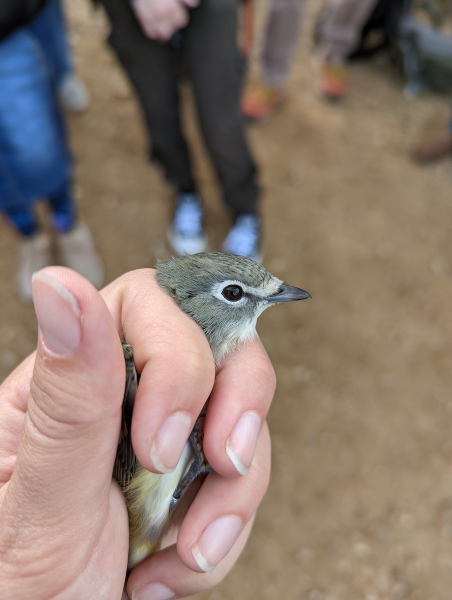 Vireo cassinii/solitarius/plumbeus - ML609144683