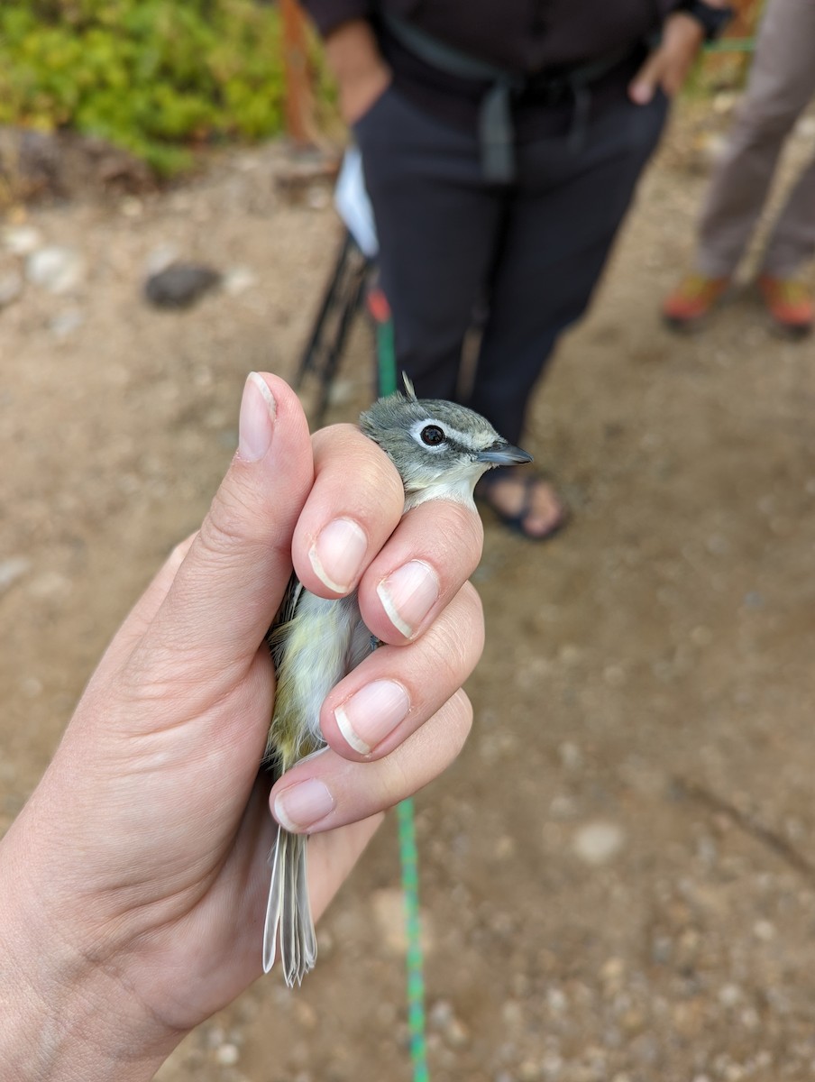 tanımsız vireo (Vireo cassinii/solitarius/plumbeus) - ML609144684