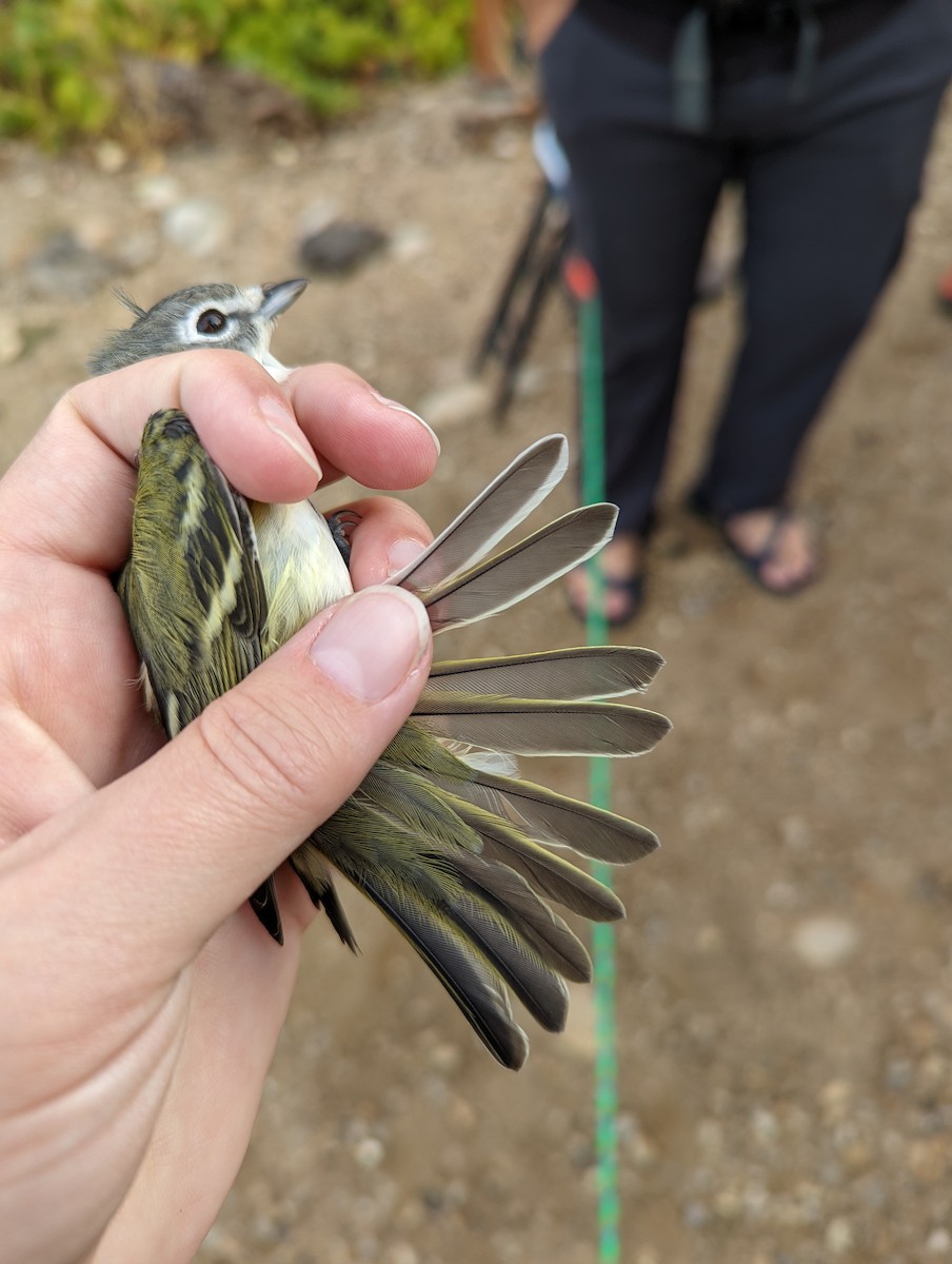 Vireo cassinii/solitarius/plumbeus - ML609144686