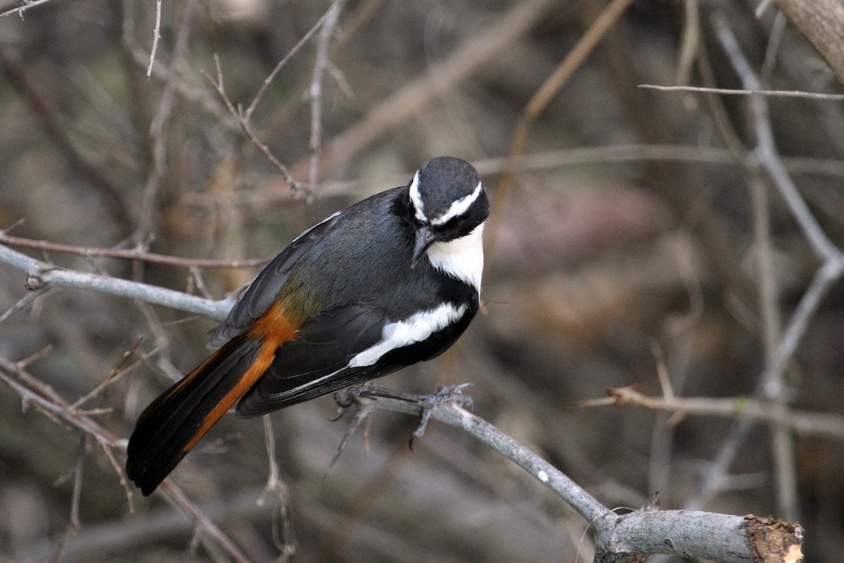 White-throated Robin-Chat - Stuart Cooney