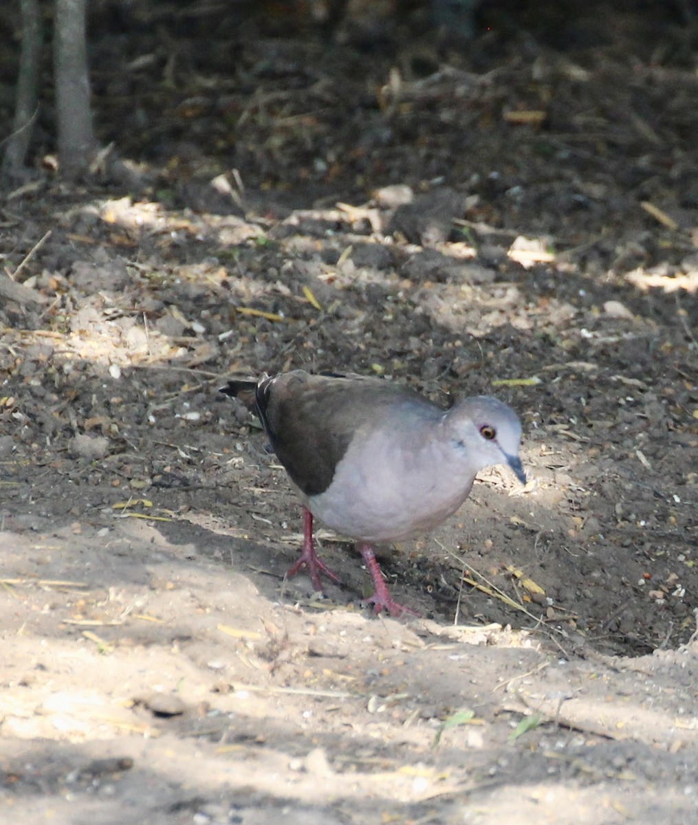 White-tipped Dove - Terry Banks