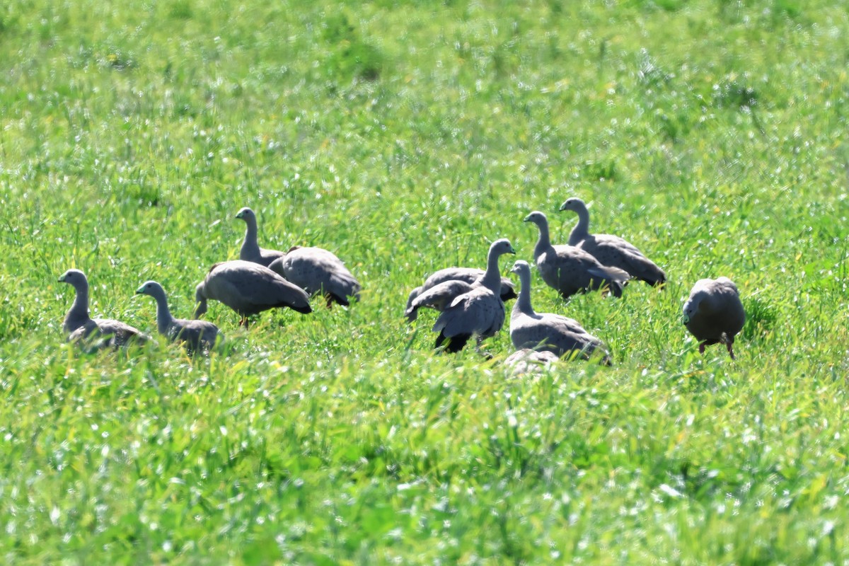 Cape Barren Goose - ML609144832