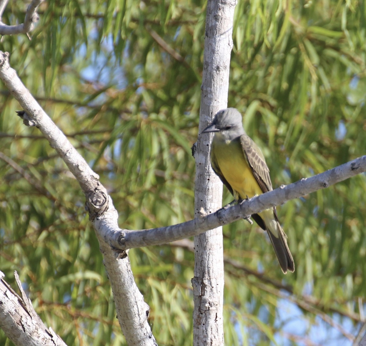 Couch's Kingbird - Terry Banks