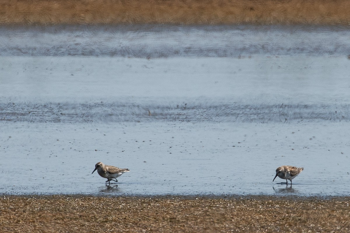 Bergstrandläufer - ML609144908