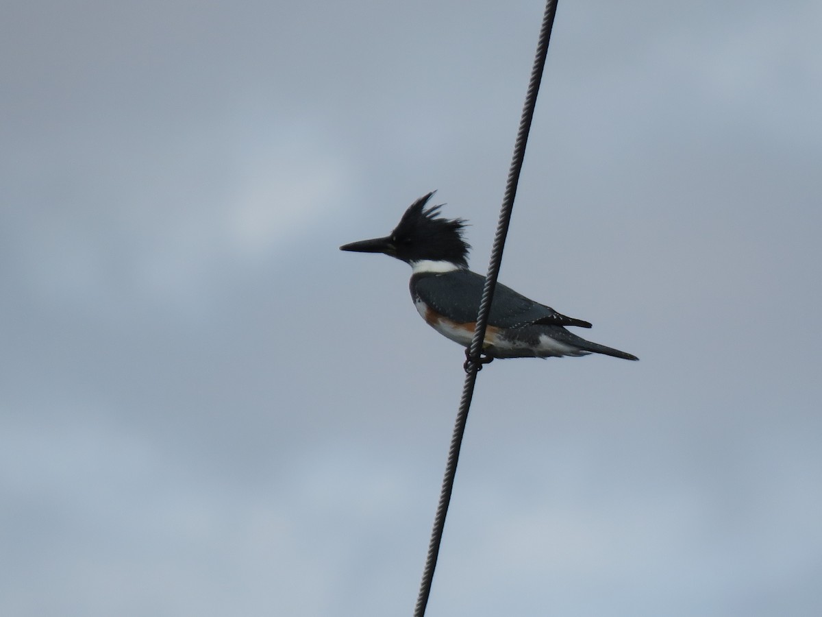 Belted Kingfisher - ML609144927