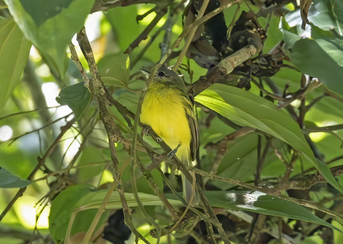 Antioquia Bristle-Tyrant - Mary Clausen