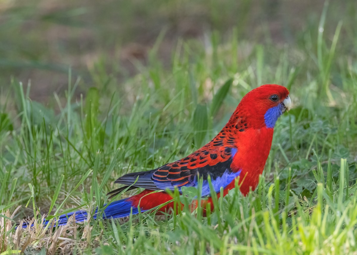 Crimson Rosella - ML609144945