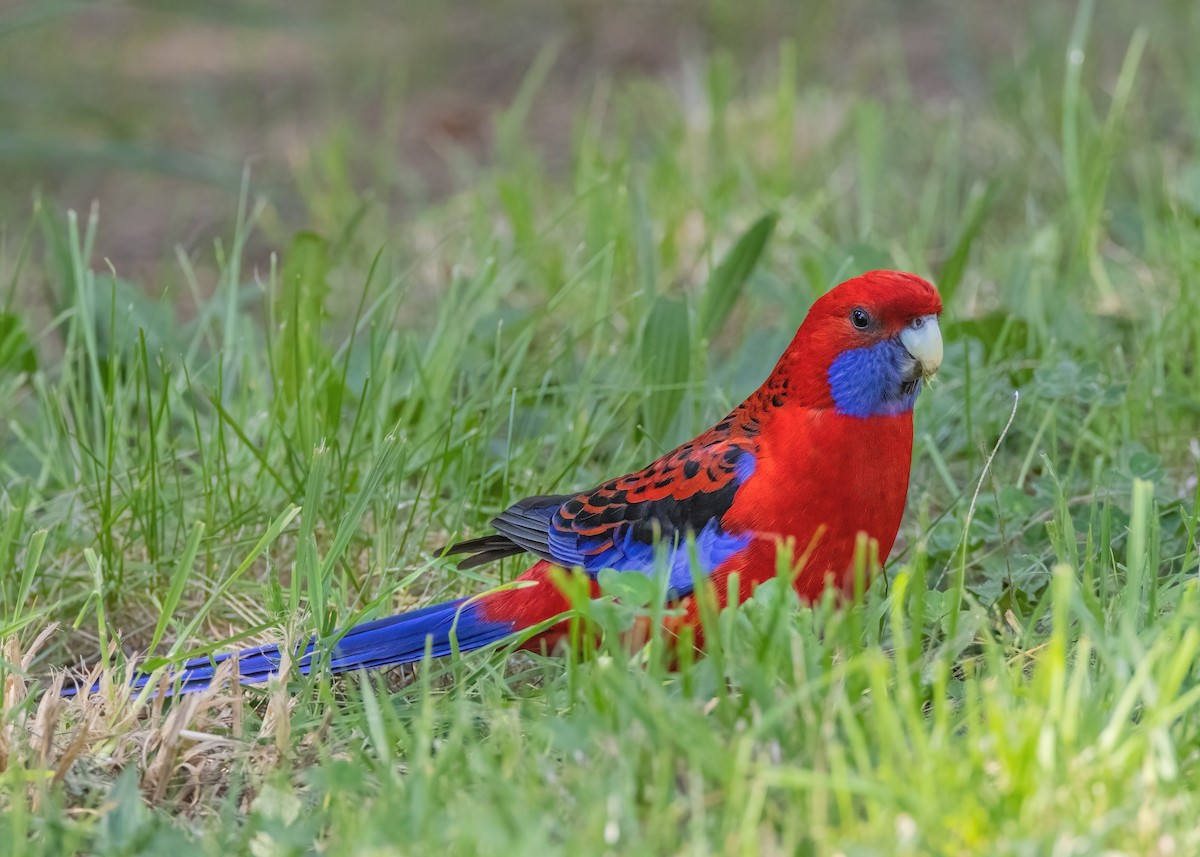 Crimson Rosella - Julie Clark