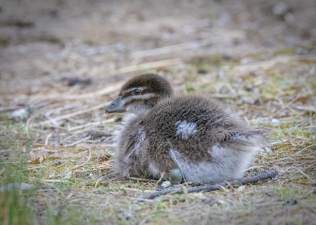 Maned Duck - ML609144956