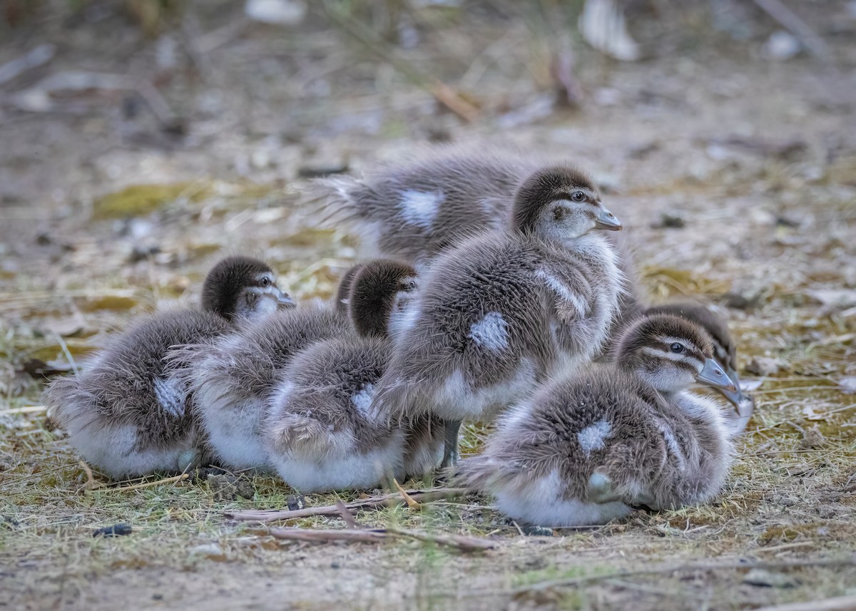 Maned Duck - ML609144957