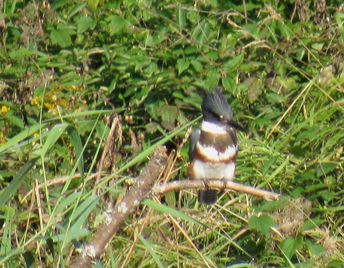 Belted Kingfisher - ML609145067
