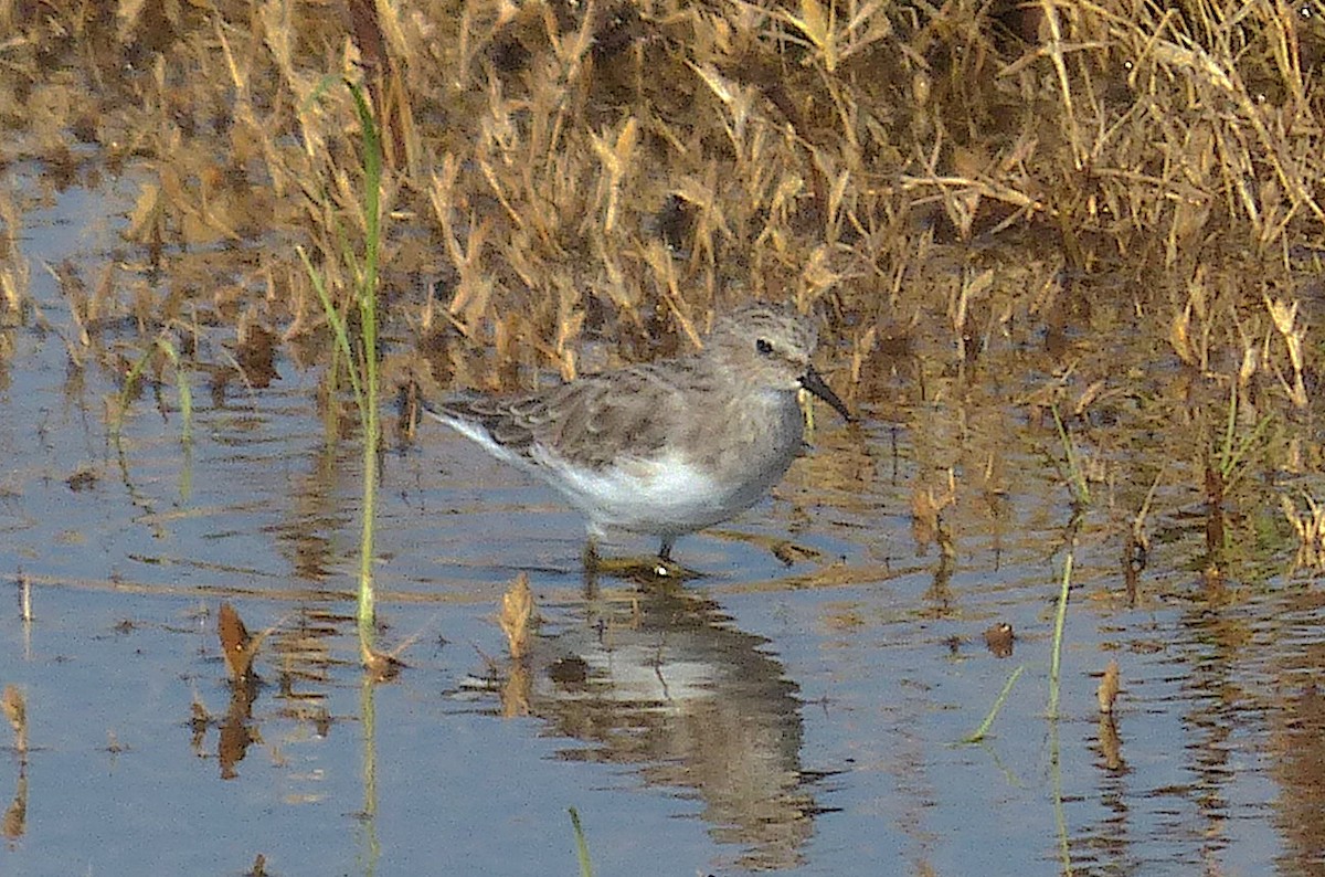 Least Sandpiper - ML609145231