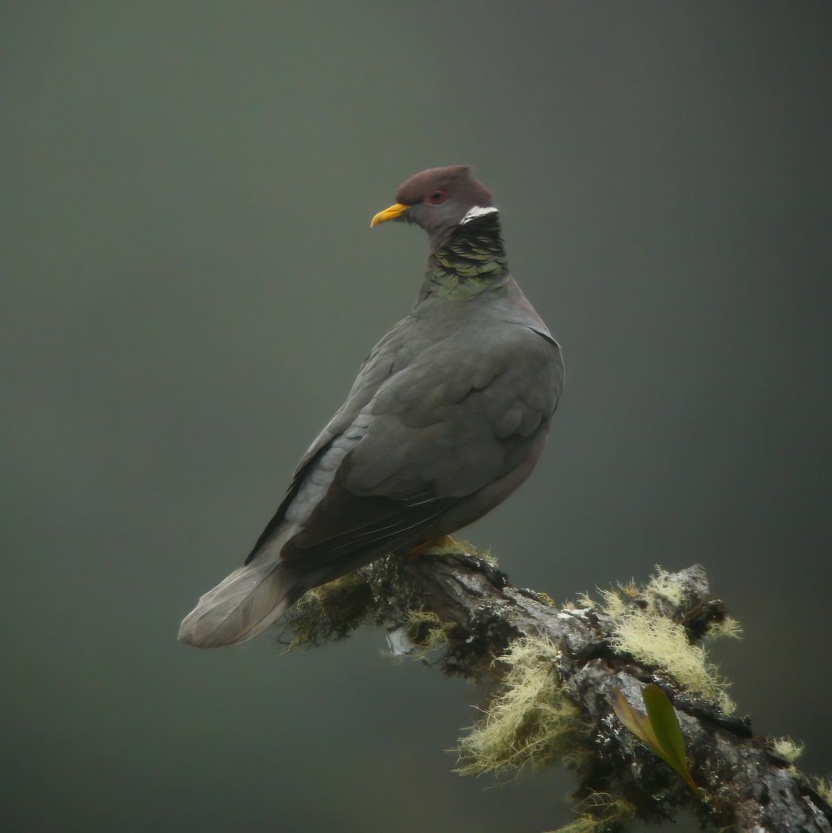 Band-tailed Pigeon - Gary Rosenberg