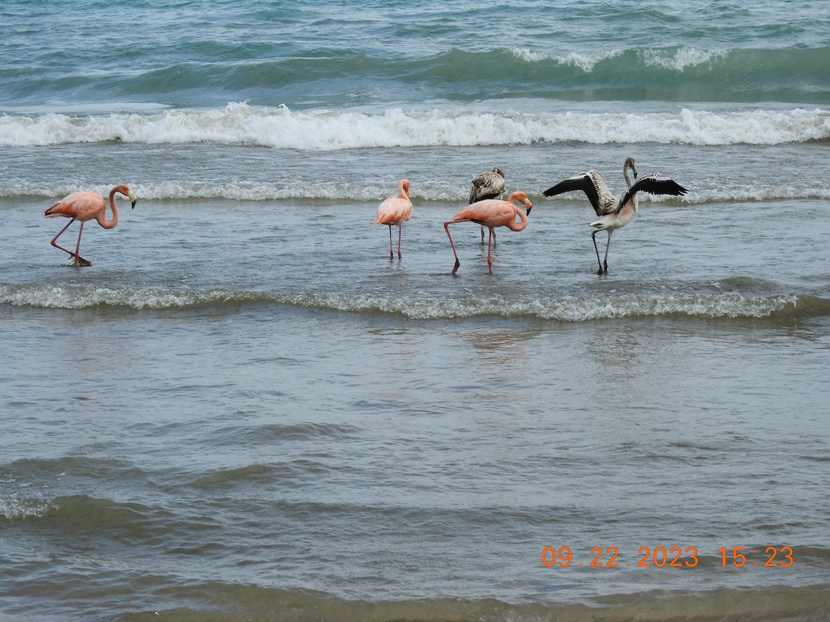 Amerika Flamingosu - ML609145439