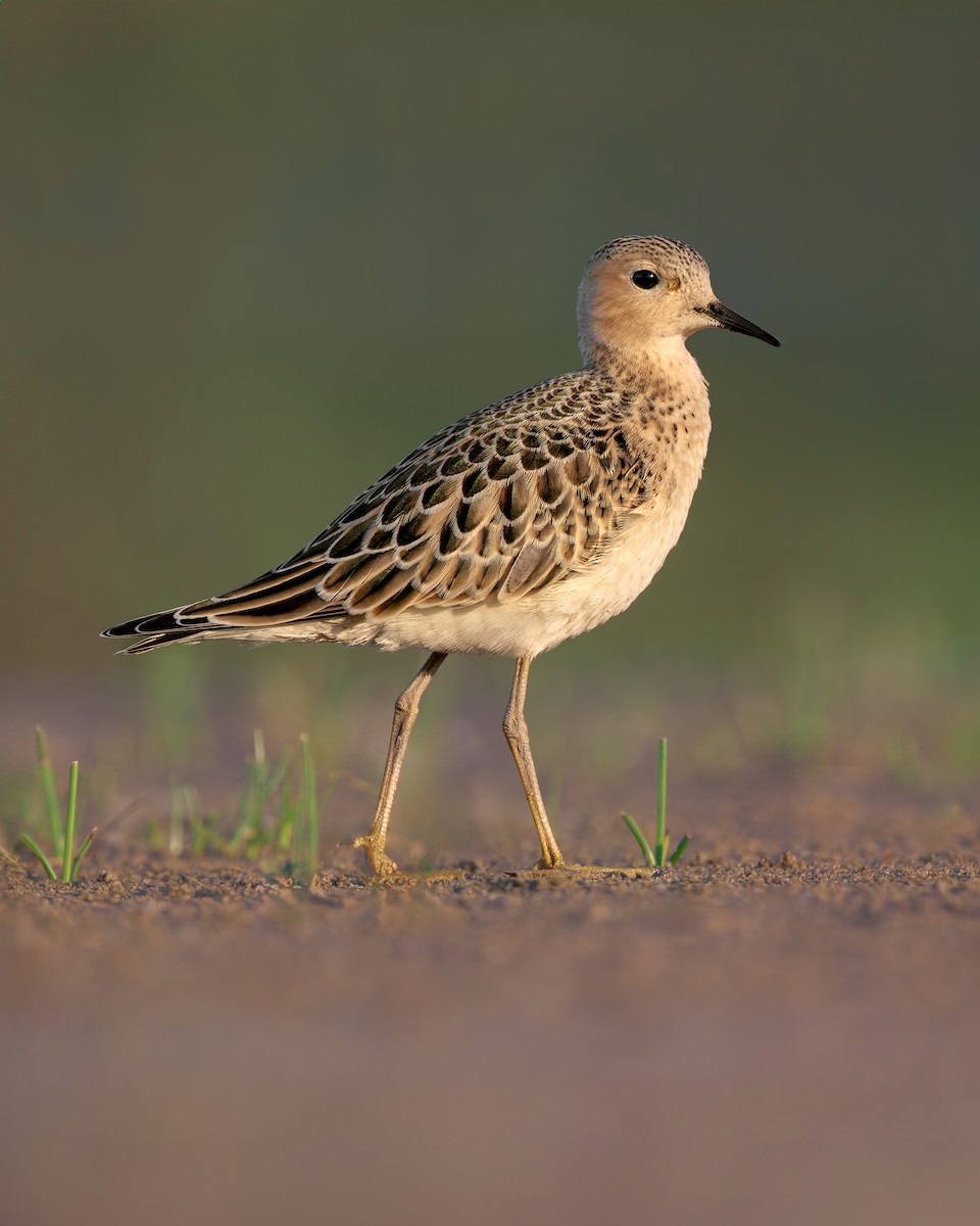 Buff-breasted Sandpiper - Vasura Jayaweera