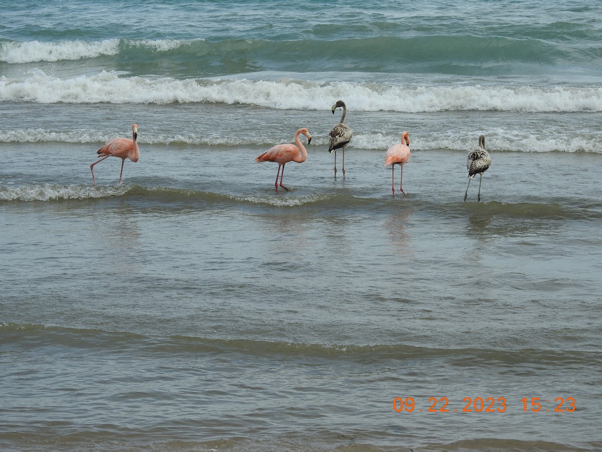 Flamant des Caraïbes - ML609145451