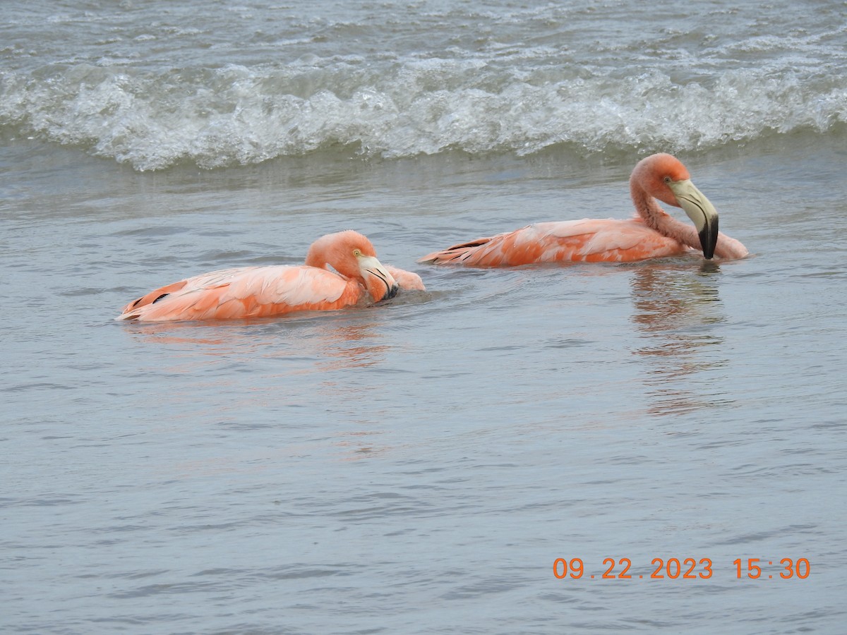 American Flamingo - ML609145463