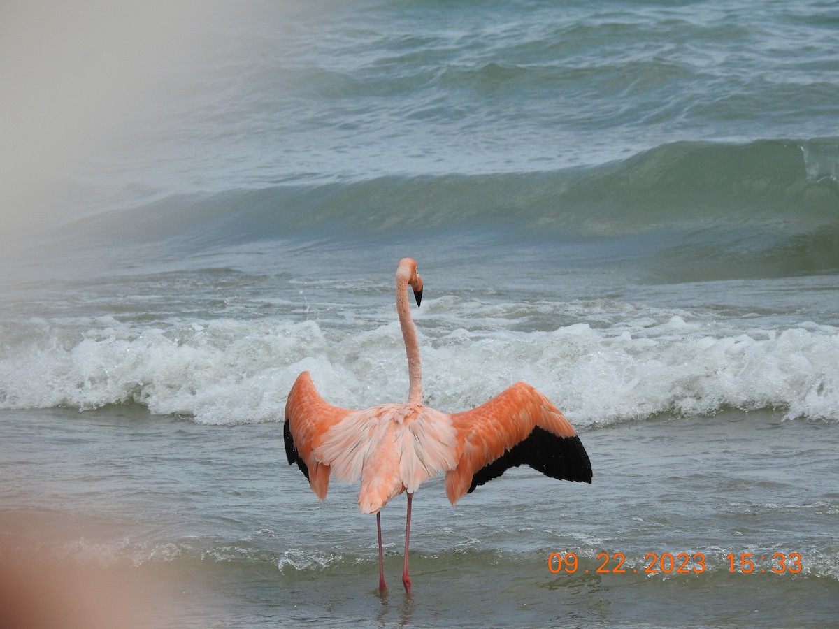 American Flamingo - ML609145492