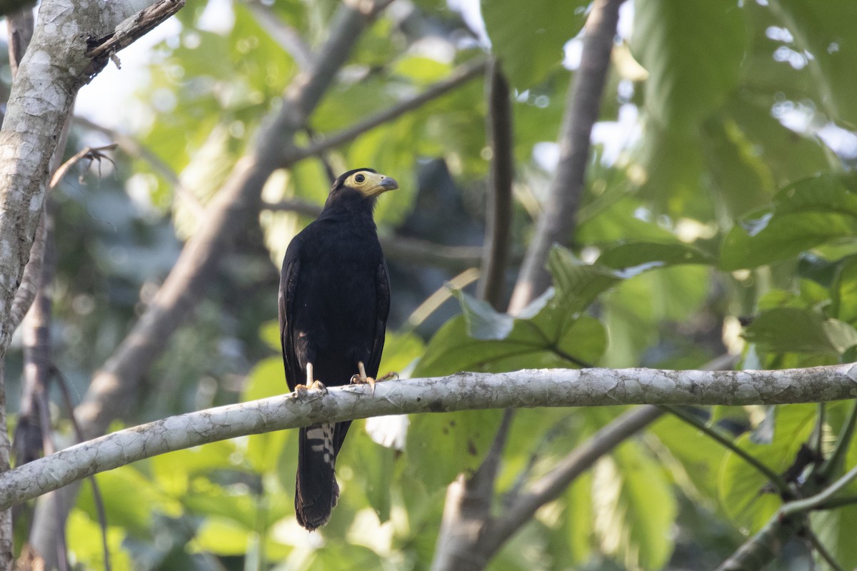 Black Caracara - ML609145541