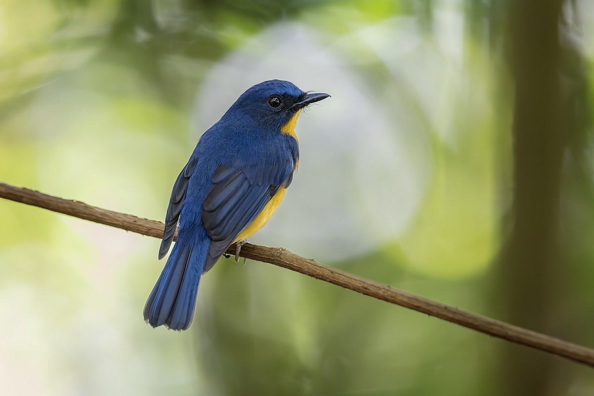 Dayak Blue Flycatcher - Matthew Kwan