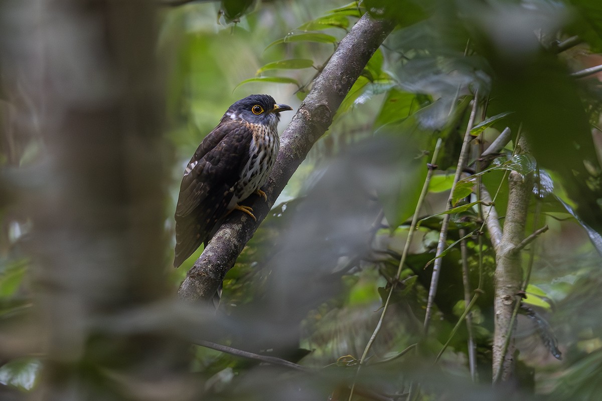 Malaysian Hawk-Cuckoo - ML609145614