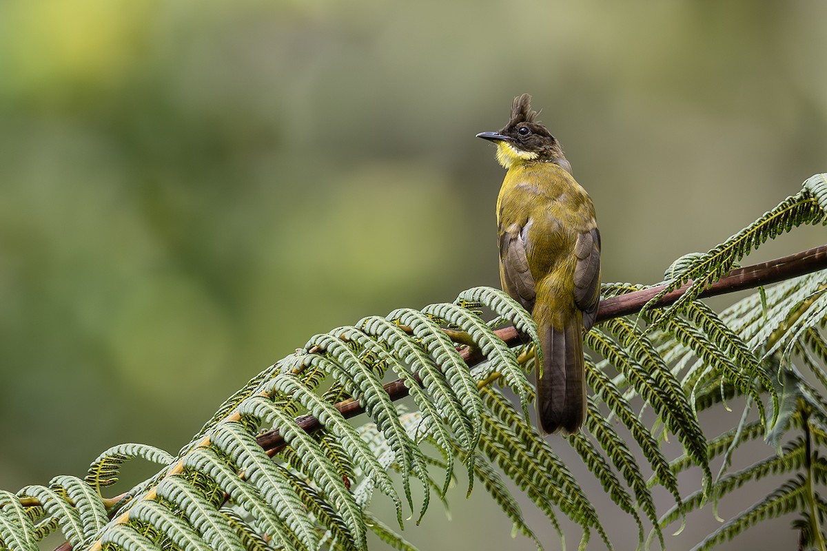 Bornean Bulbul - Matthew Kwan