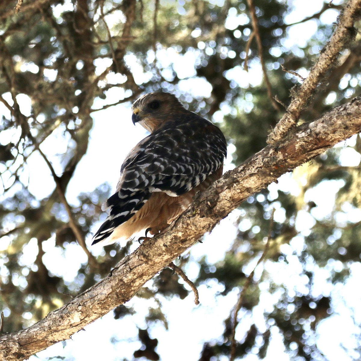 Red-shouldered Hawk (elegans) - ML609145668