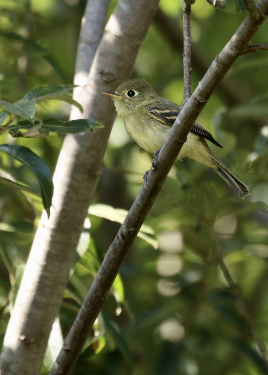 Western Flycatcher (Pacific-slope) - Steve Rovell