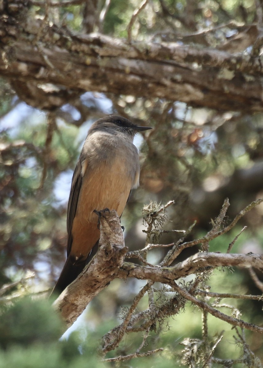 Say's Phoebe - Steve Rovell