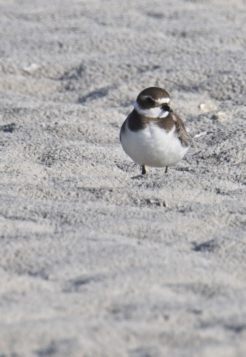 Semipalmated Plover - ML609145775