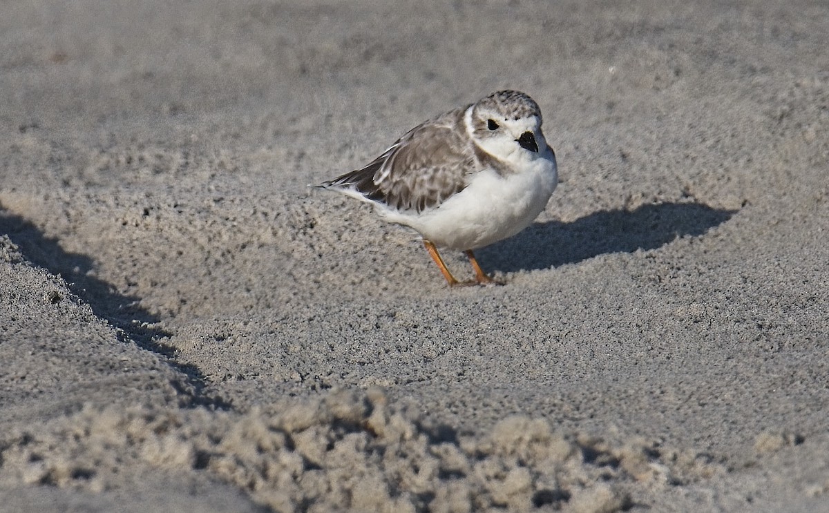 Piping Plover - ML609145786