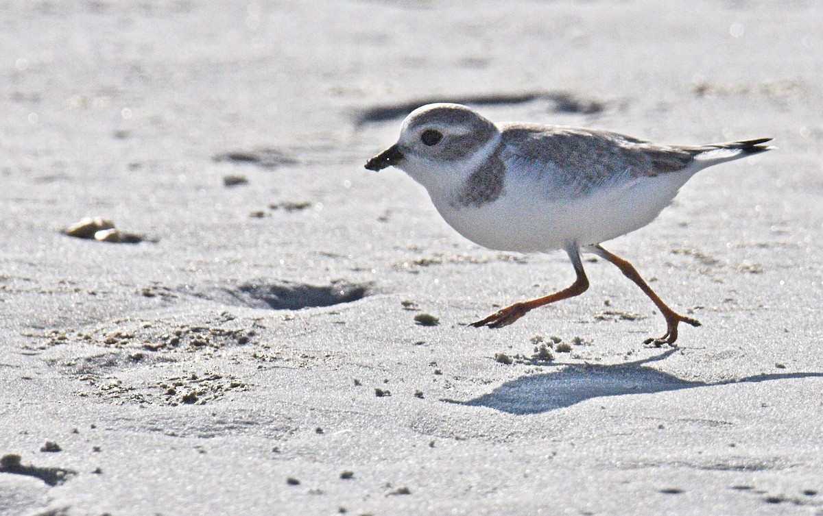 Piping Plover - ML609145787