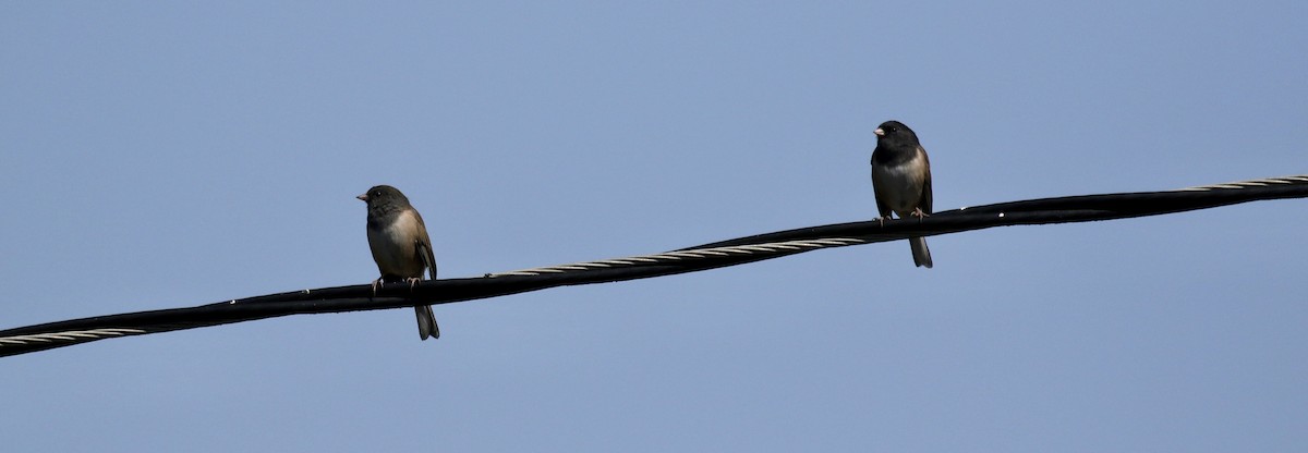 Junco Ojioscuro (grupo oreganus) - ML609145821