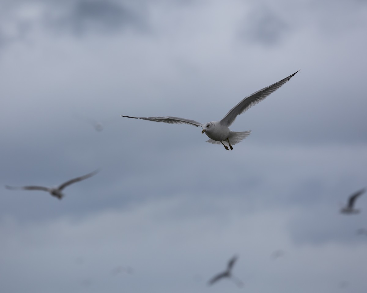 Ring-billed Gull - Rich Kelley