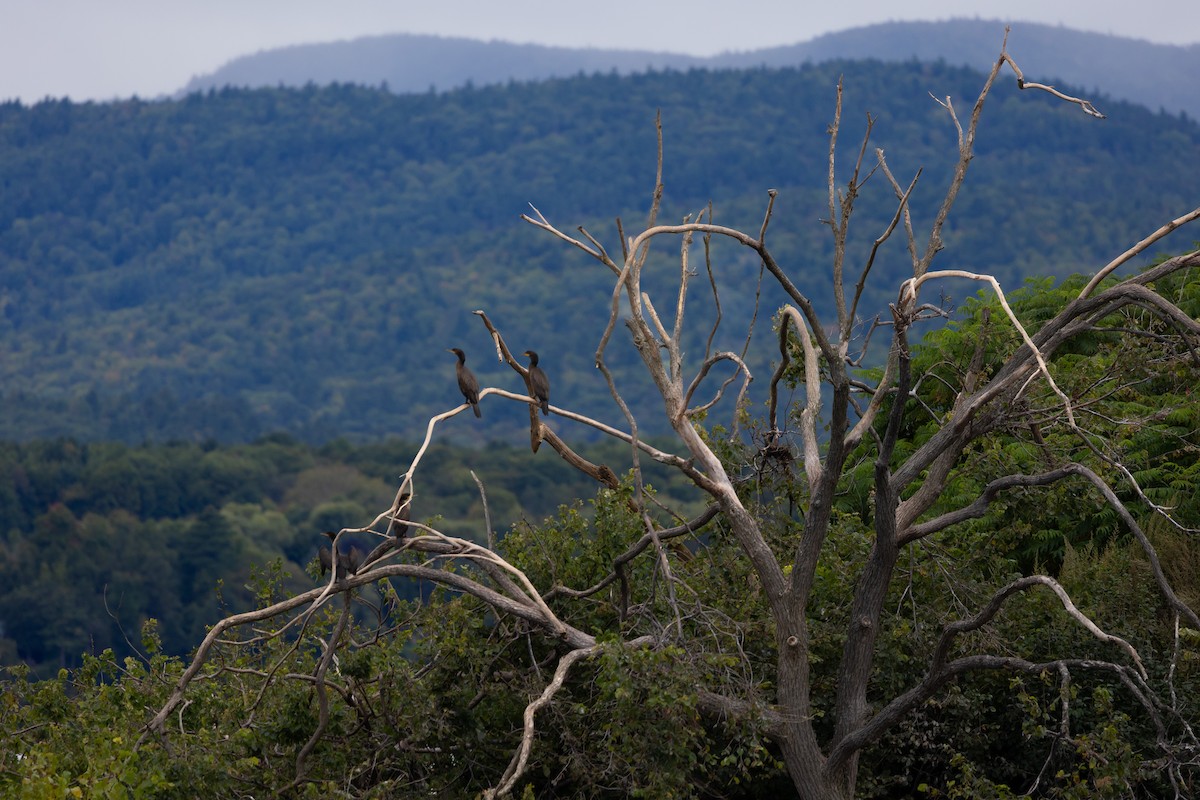 Double-crested Cormorant - ML609146067