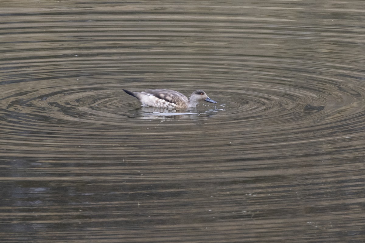 Crested Duck - ML609146069