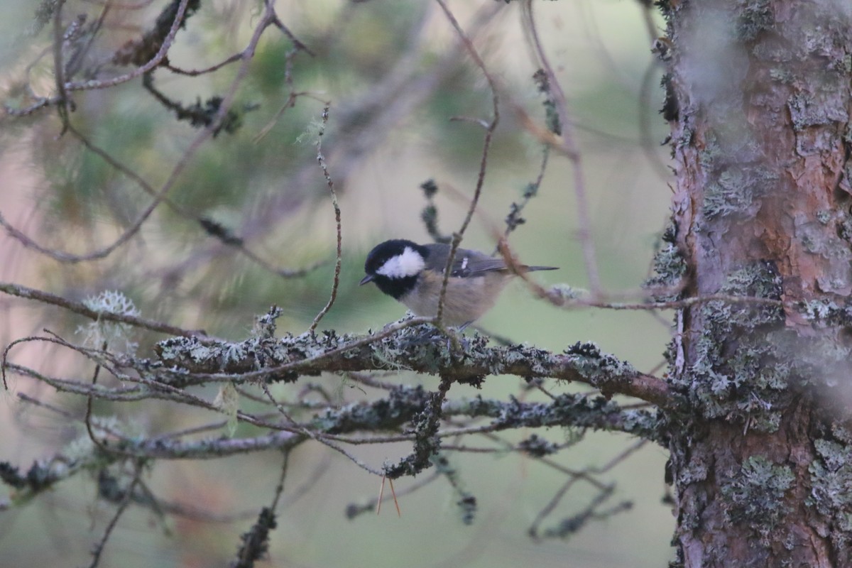 Mésange noire - ML609146131