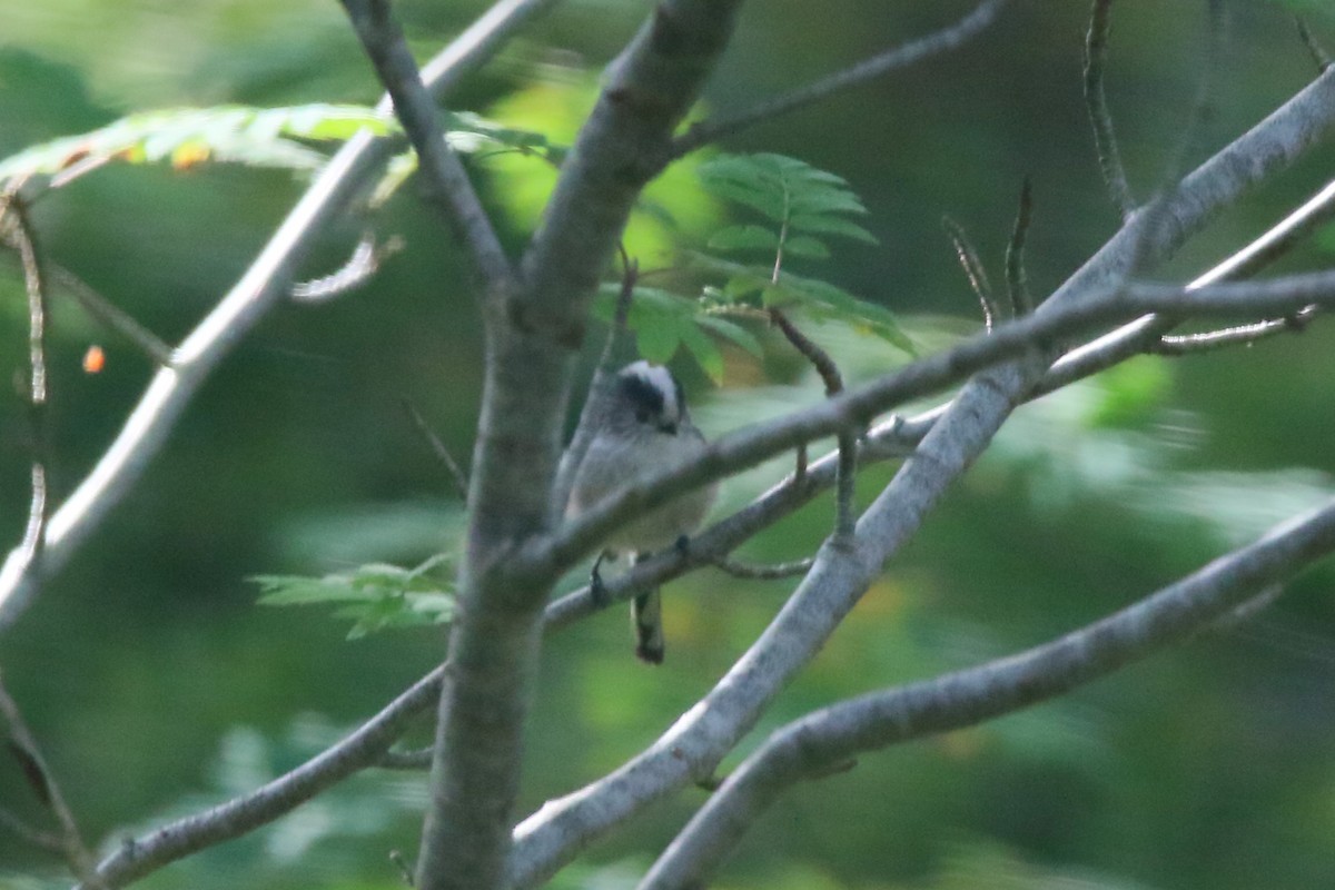 Long-tailed Tit - ML609146148