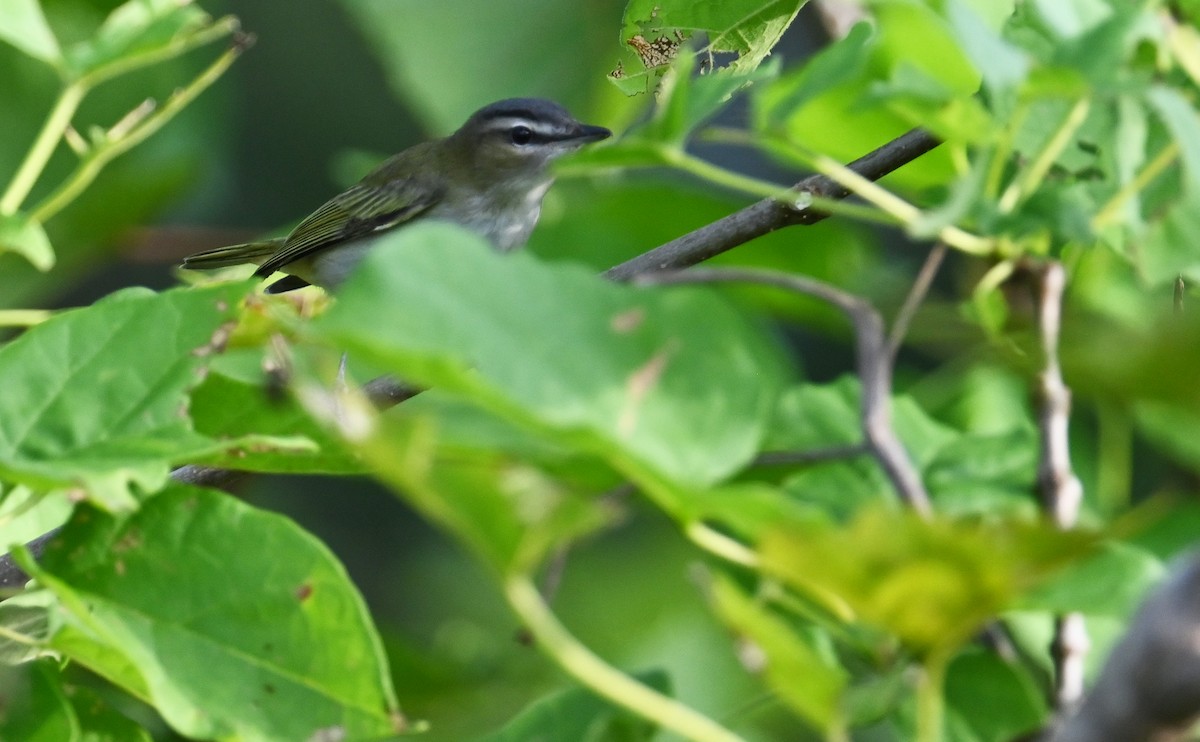 Kızıl Gözlü Vireo - ML609146157